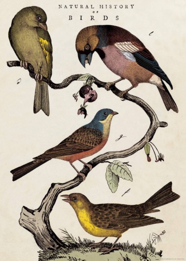 Cavallini, History Birds