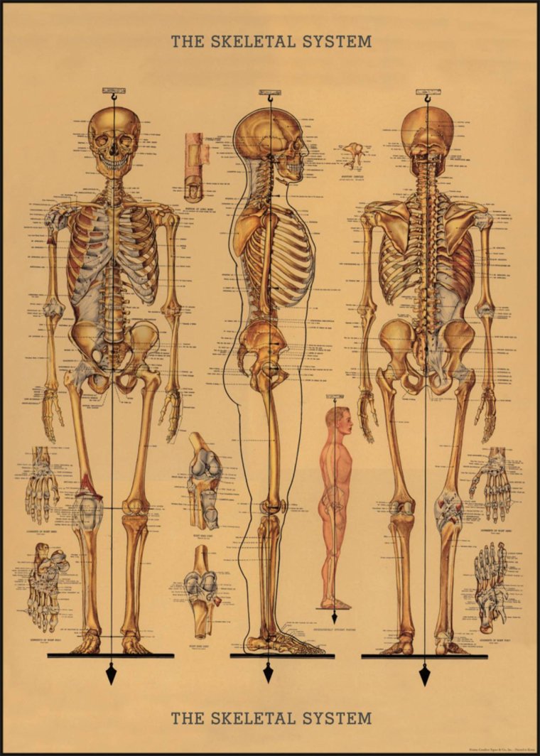 Cavallini, Skeletal System