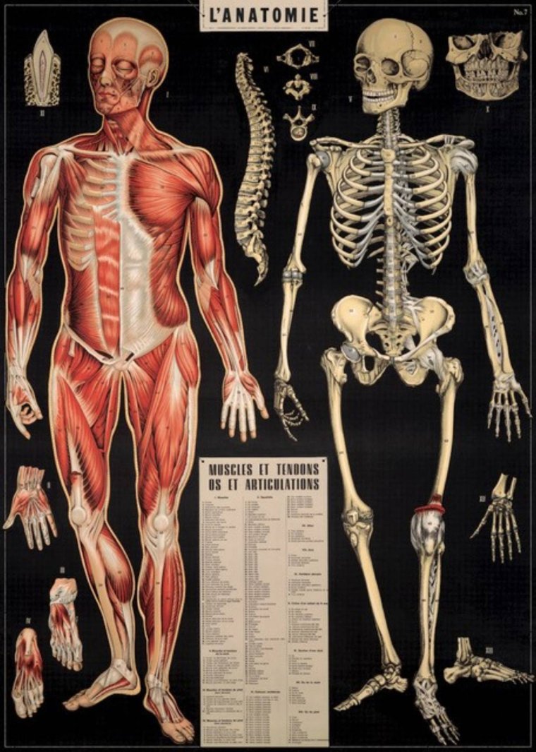 Cavallini, Anatomy