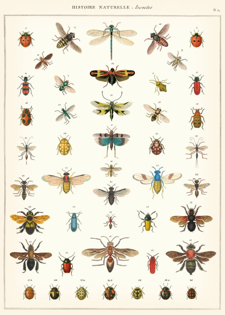 Cavallini, Insects