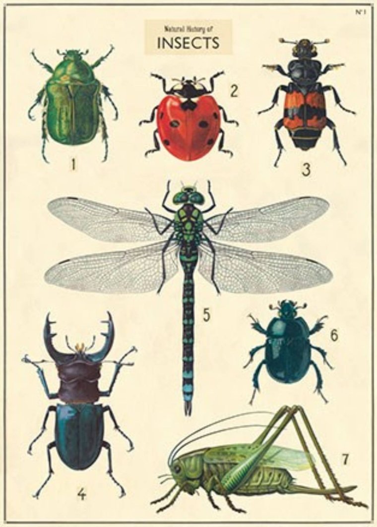 Cavallini, History Insects