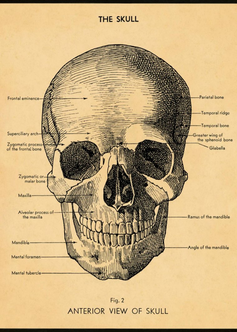 Cavallini, The Skull