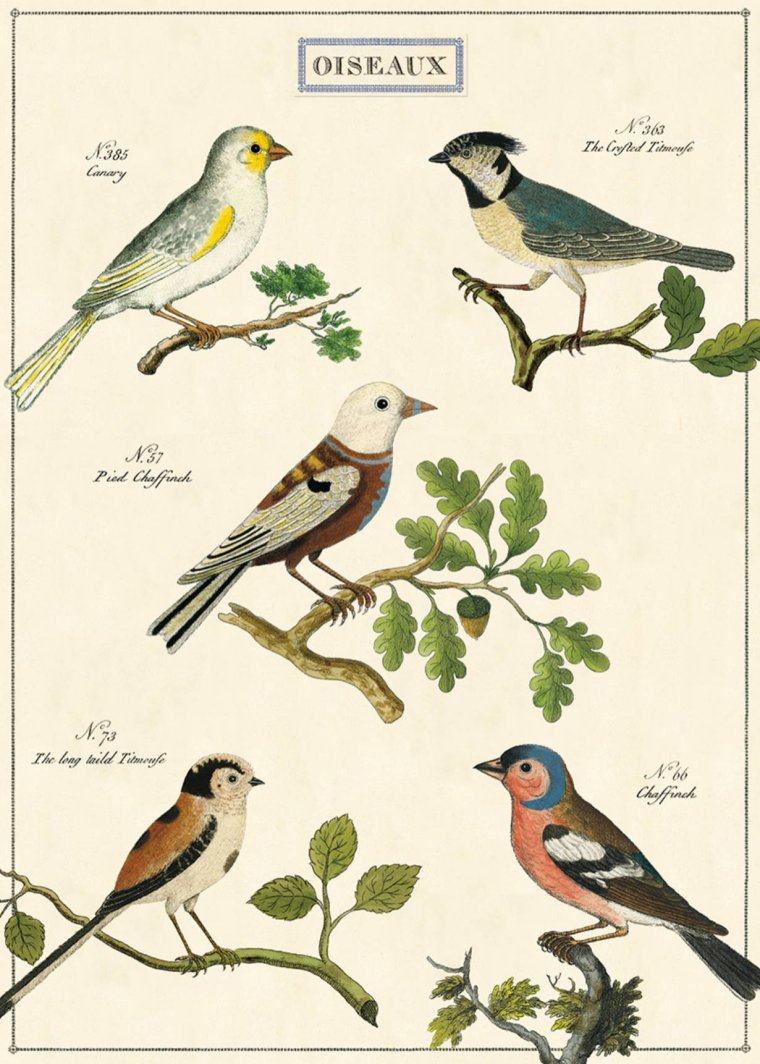 Cavallini, Bird Oiseaux 