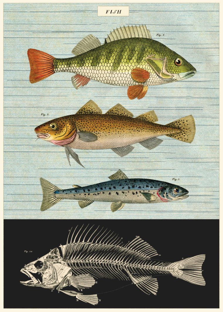 Cavallini, Fish