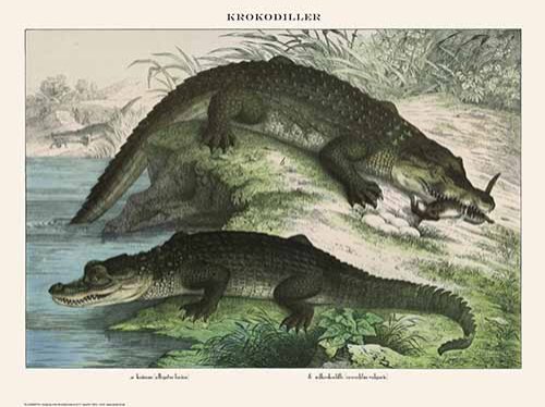 Lamberth, Krokodiller N24