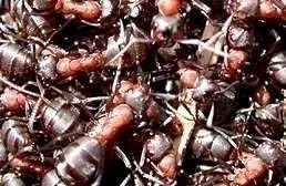 myre dating steder single menn i hjelmeland
